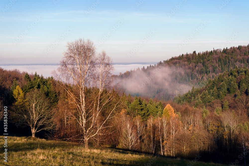 Jesienny krajobraz górski, mgła w Beskidzie Niskim, Polska. Na pierwszym planie brzoza, na dalszym las jodłowy. - obrazy, fototapety, plakaty 
