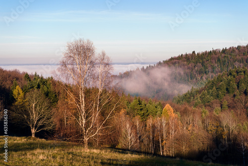 Jesienny krajobraz górski, mgła w Beskidzie Niskim, Polska. Na pierwszym planie brzoza, na dalszym las jodłowy.
