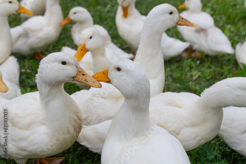 The geese on the farm in summer