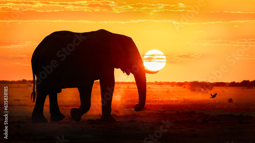 Canvas Print elephants at sunset