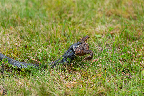 Close-up of a grass snake devouring a prey. animal. The foto was taken in Sweden