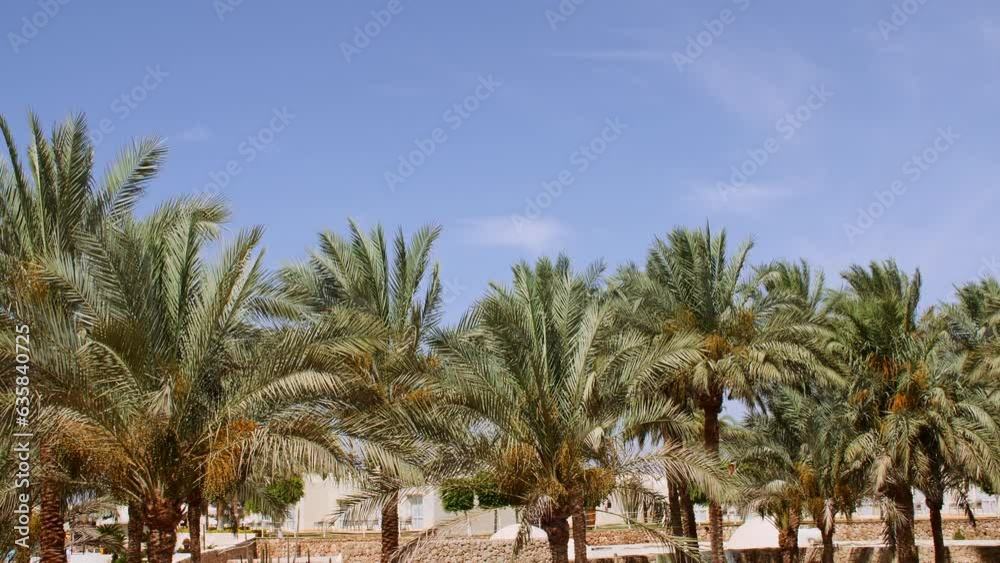 Palm trees bottom view on blue sky background. Tropical coconut palm leaf trees at sunlight. Beach on the tropical island. Slow motion. Looking Up. Advertising, background picture. High quality 4k Palm trees bottom view on blue sky background. Tropical coconut palm leaf trees at sunlight. Beach on the tropical island. Slow motion. Looking Up. Advertising, background picture. High quality 4k