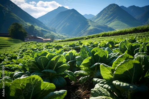 Lettuce field with mountains in the background © ardanz