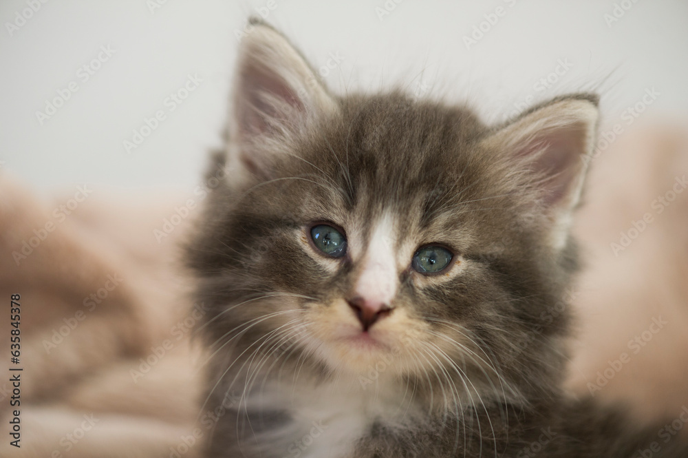 Porträt einer jungen Norwegischen Waldkatze