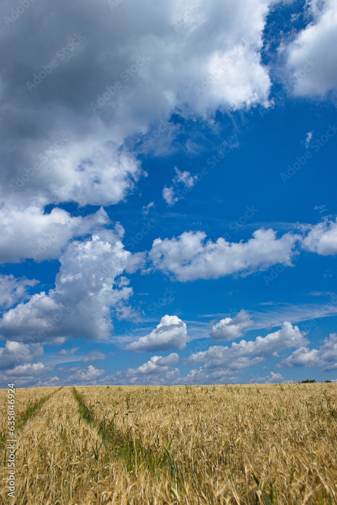 clouds over grain field, chmury na błękitnym niebie nad polem zboża clouds over grain field, chmury na błękitnym niebie nad polem zboża