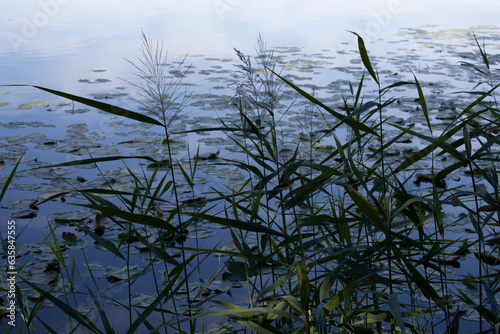 Horizontal photo of a common reed growing near a lake in the evening
