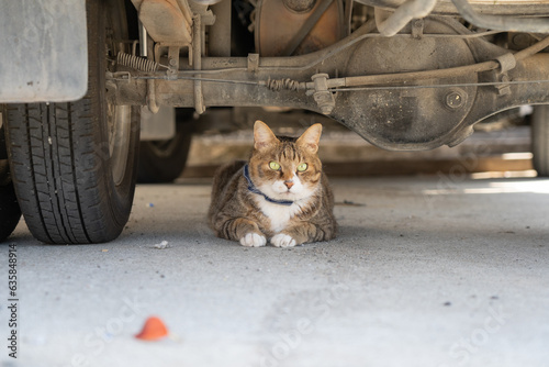 田舎の猫、車の下