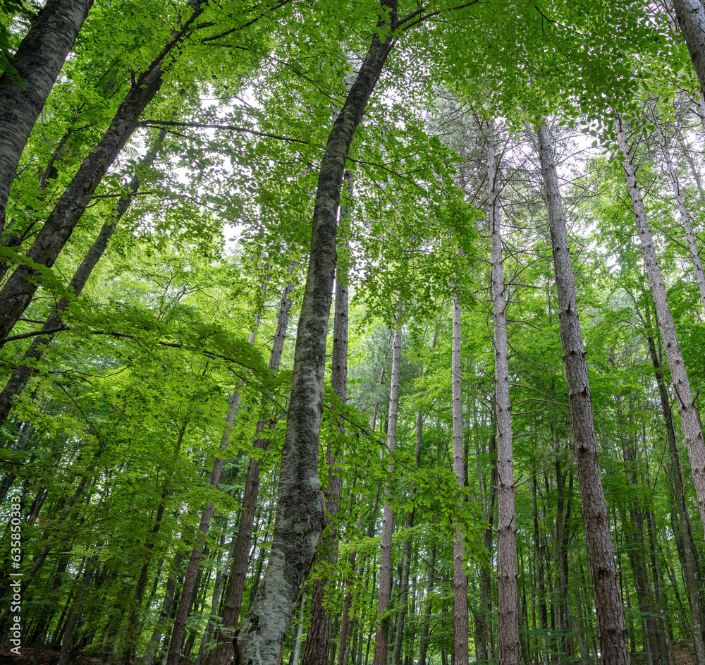 Beech tree in forest background. Dense nature landscape, fir, spruce tree, under view. Space Beech tree in forest background. Dense nature landscape, fir, spruce tree, under view. Space