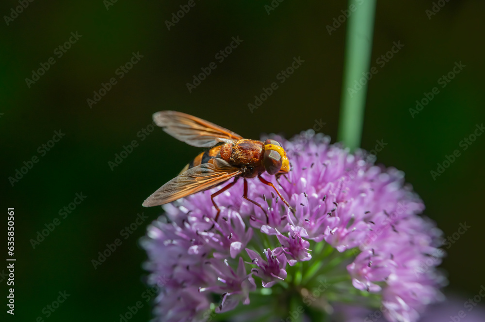 Hornissenschwebfliege auf Blüte Makro Hornissenschwebfliege auf Blüte Makro