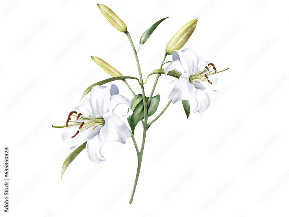 Obraz premium Oriental lily watercolor illustration
