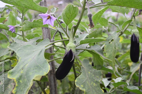 Eggplant plants in the rice fields grow lush green, flower and bear fruit and are ready to be harvested by the farmers.