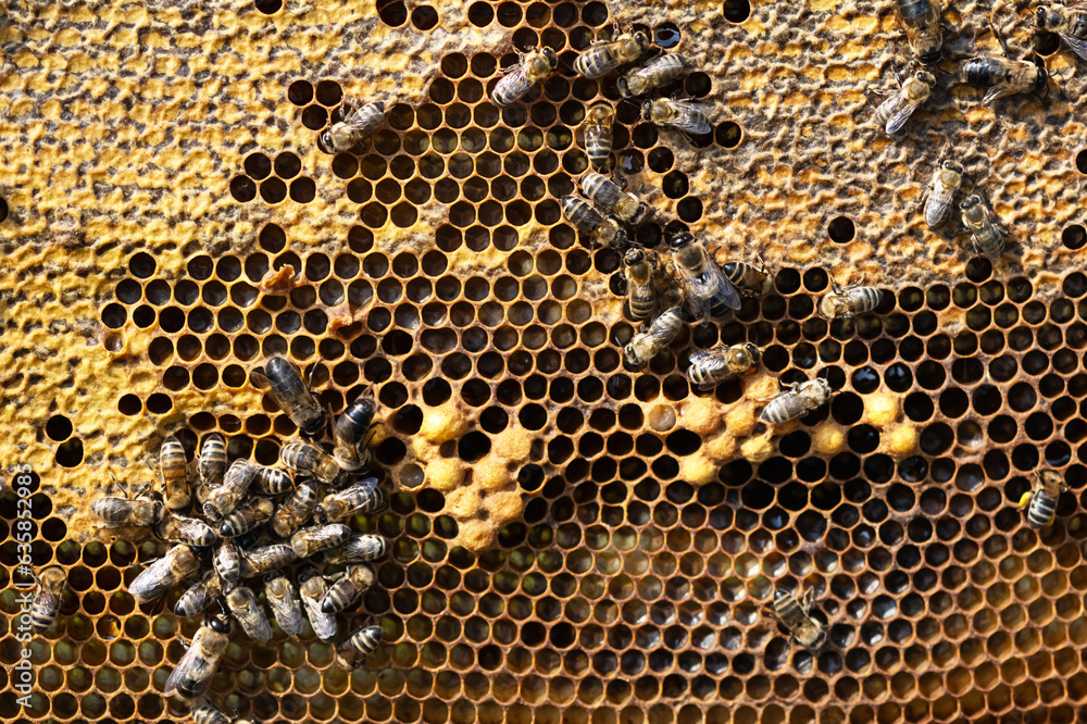 Bees working on the real honeycomb. The beekeeping and honey production concept Bees working on the real honeycomb. The beekeeping and honey production concept
