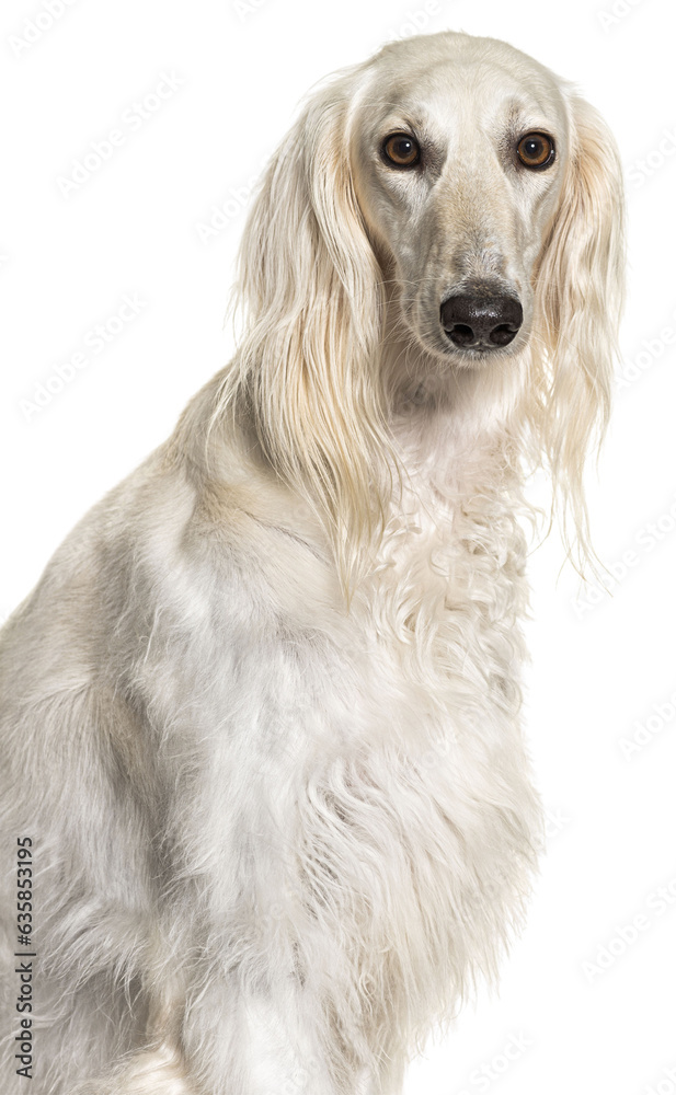 Head shot of a Grey Saluki dog, isolated