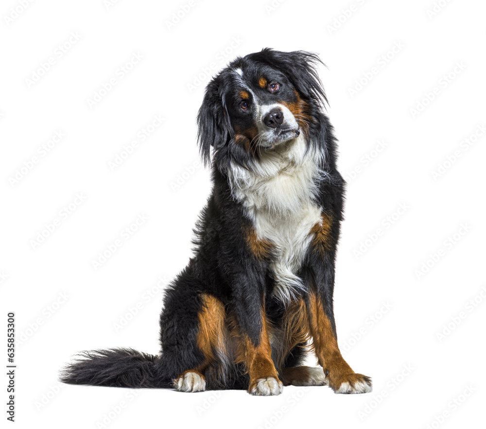 Sitting Bernese Mountain Dog panting, isolated on white Sitting Bernese Mountain Dog panting, isolated on white