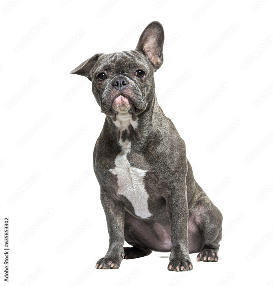 Young grey french Bulldog sitting in front