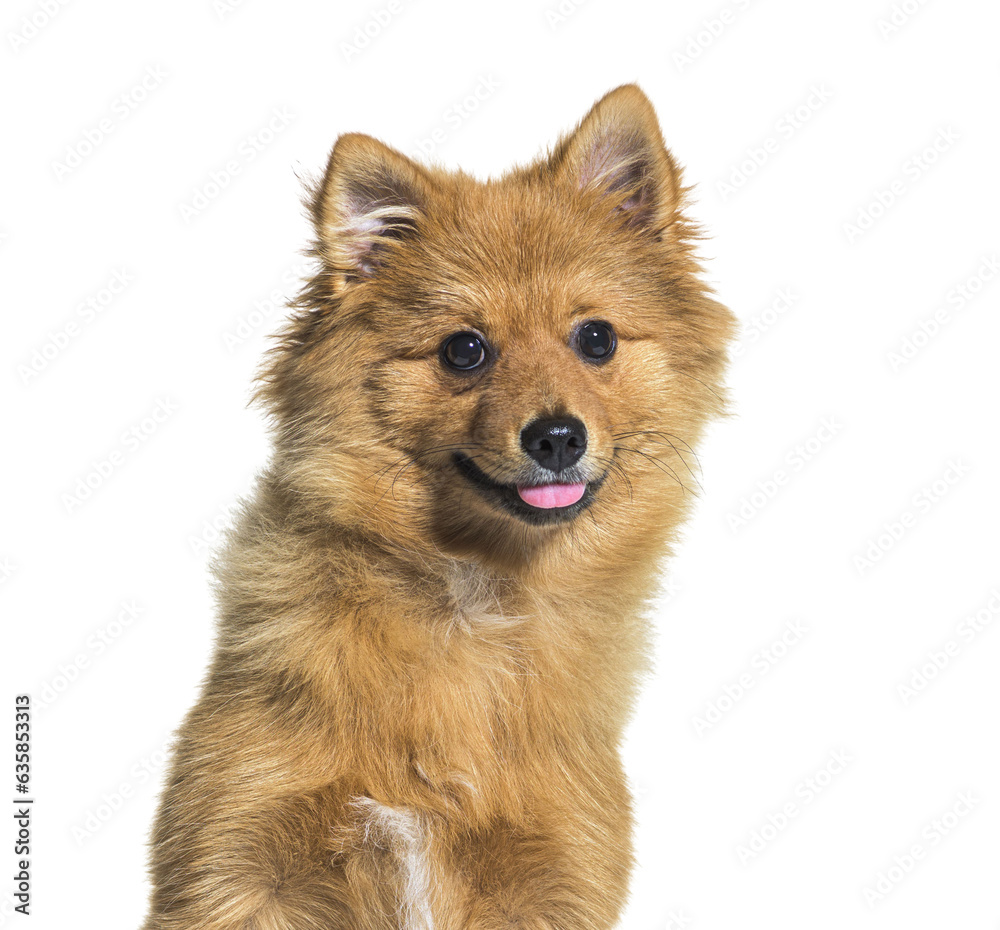 Keeshond dog panting, isolated on white Keeshond dog panting, isolated on white