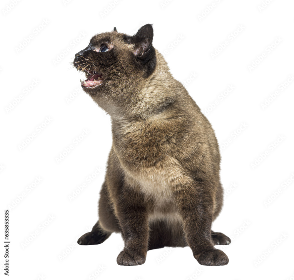 Angry Crossbreed cat showing its teeth, isolated on white