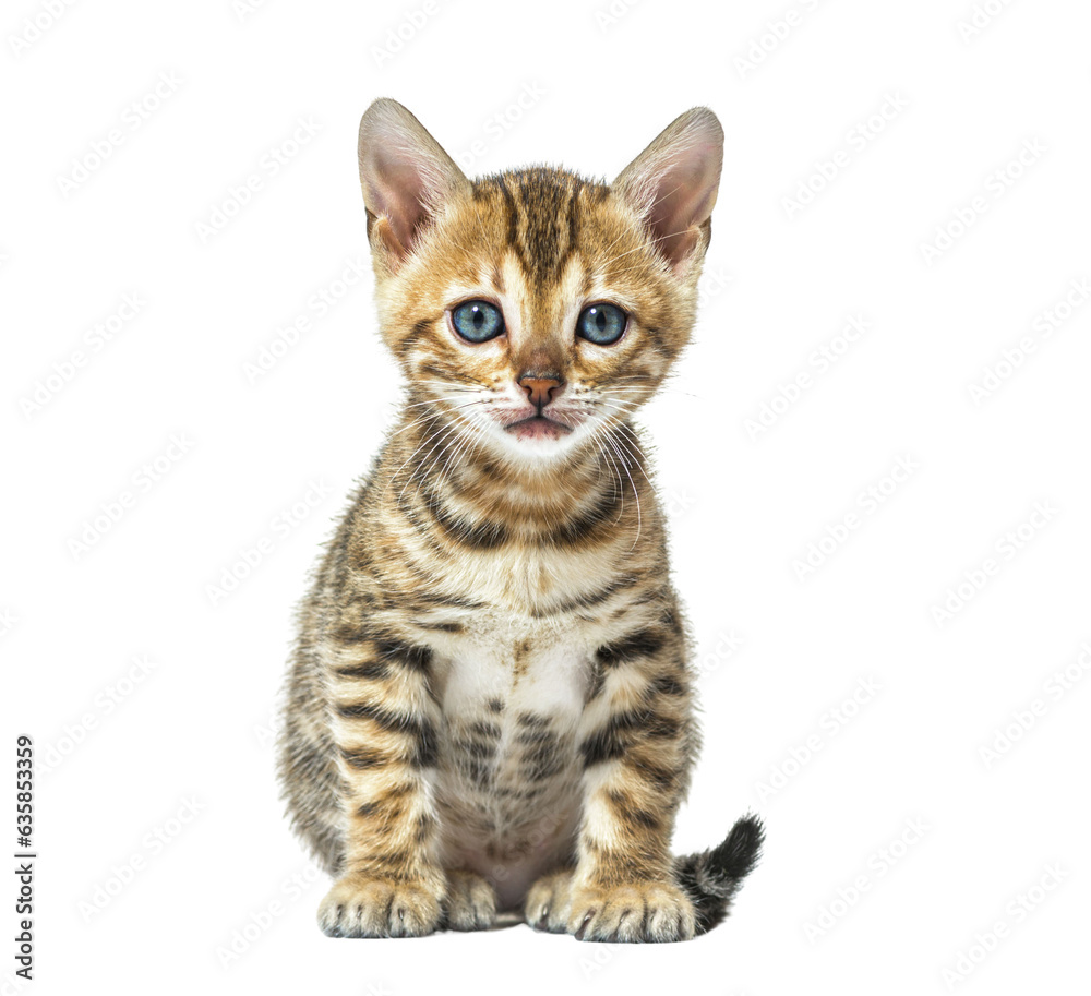 Bengal kitten sitting facing at the camera, six weeks old, isolated on white