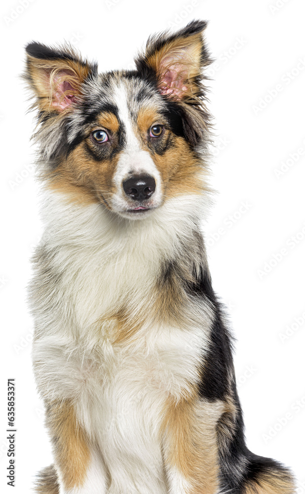 Head shot of a Bleu merle border collie, isolated on white