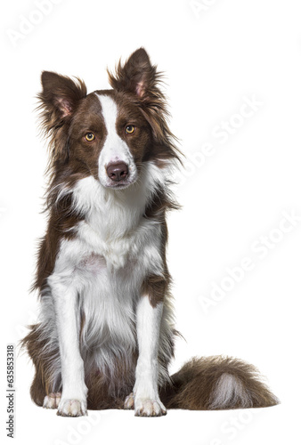 Sitting Brown and white Border collie staring at the camera, isolated on white