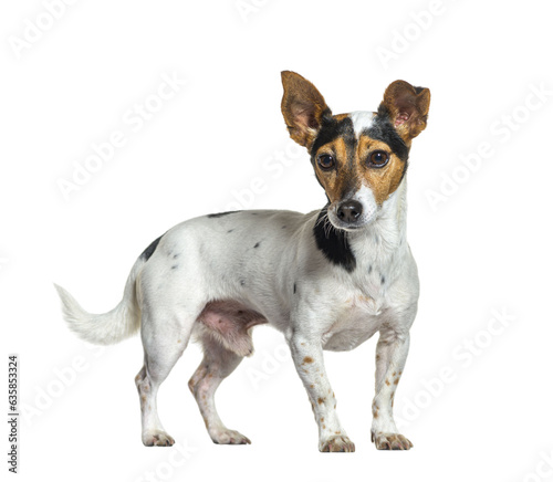 Portrait of a Tri-color Jack Russel Terrier standing in front, i
