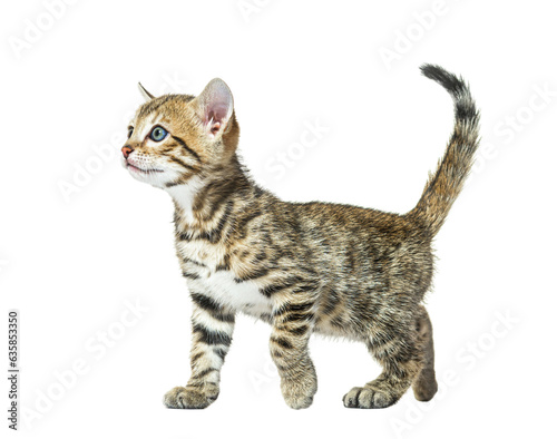 side view of a walking bengal cat kitten, six weeks old, isolate