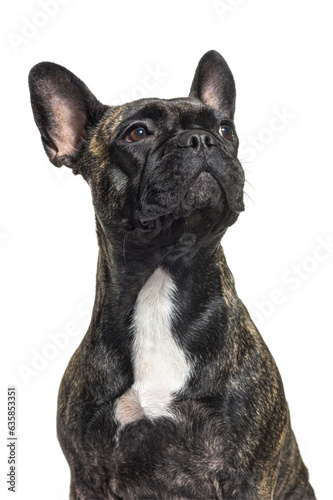 Portrait of a French bulldog looking up proudly, on white
