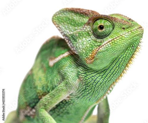Fototapeta na wymiar Macro on a veiled chameleon head, Chamaeleo calyptratus, isolated on white