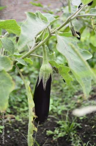 Eggplant plants in the rice fields grow lush green, flower and bear fruit and are ready to be harvested by the farmers.