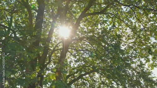 Relaxing scenic shot of sun rays shining trough green Elm tree leafs, spring summer season,  peaceful spiritual place concept. Slide movement. 