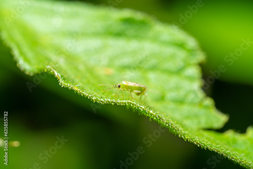 Aphis craccivora Koch on a leaf