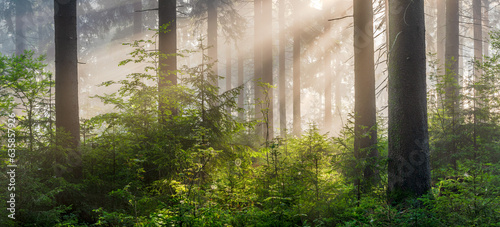 Natural Forest of Spruce Trees with Sunbeams through Fog