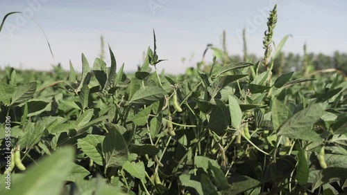 Slow motion shot of a monoculture soya crop in a sunny day of summer season, slide motion. Organic Soybean cultivation field ready for harvest. Vegetarian food production industry landscape in Italy