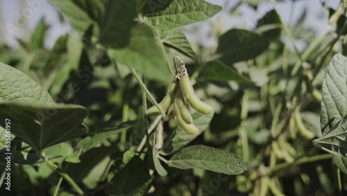 Soybean close up shot in a soya monoculture field in a sunny day of summer season. Organic Soybean cultivation field ready for harvest. Vegetarian food production industry landscape in Italy