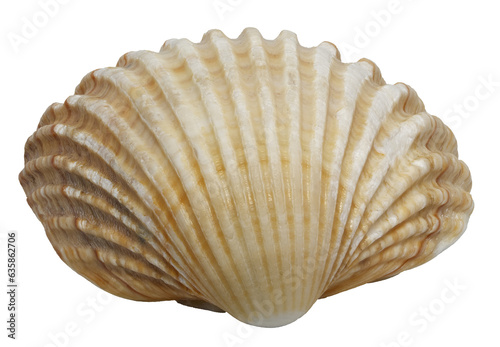 Tableau sur toile Closeup of a cockle seashell, isolated focus stacking