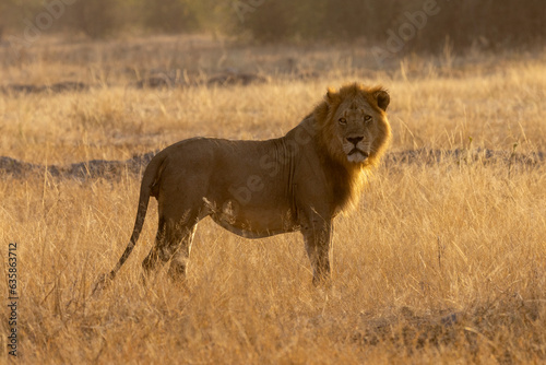 Ein Löwe in der Savanne in der Seitenansicht im Chobe Nationalpark
