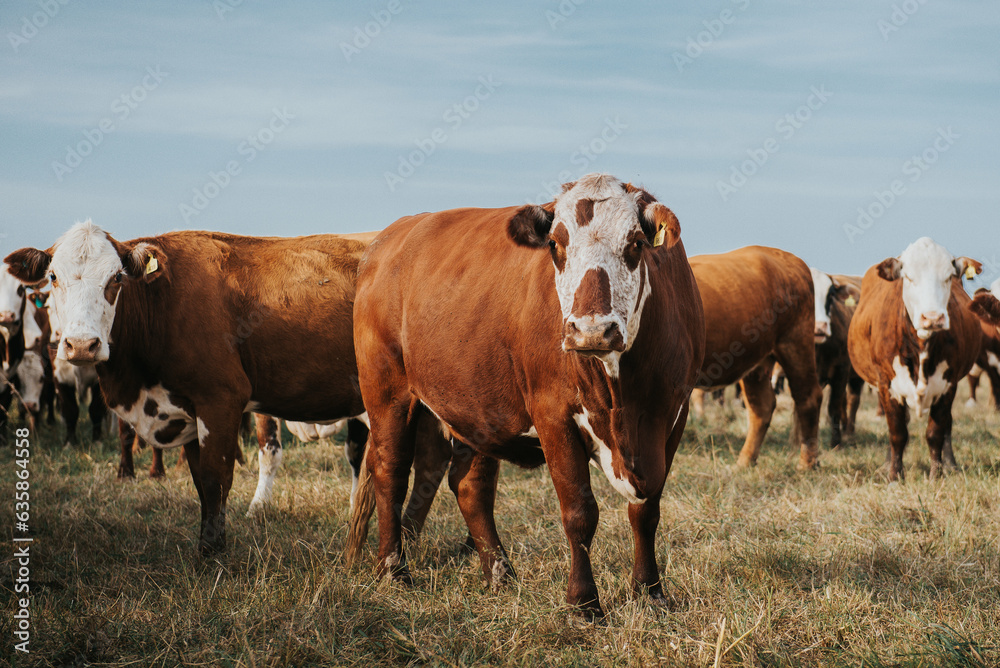 cows in the field