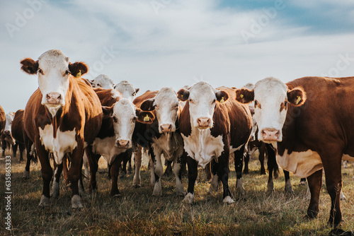 cows in the field