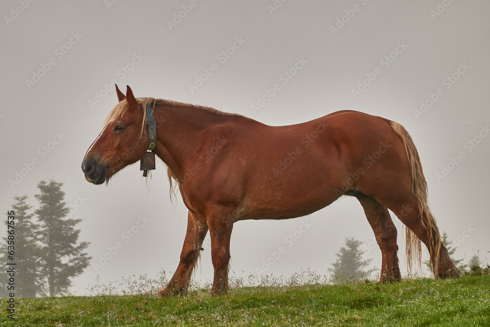 Horses grazing on the Col de la Hourcère from where you can see great peaks of the Pyrenees such as Pic d'Anie, in the French Pyrenees region Horses grazing on the Col de la Hourcère from where you can see great peaks of the Pyrenees such as Pic d'Anie, in the French Pyrenees region