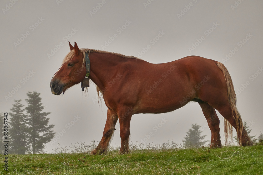Horses grazing on the Col de la Hourcère from where you can see great peaks of the Pyrenees such as Pic d'Anie, in the French Pyrenees region Horses grazing on the Col de la Hourcère from where you can see great peaks of the Pyrenees such as Pic d'Anie, in the French Pyrenees region