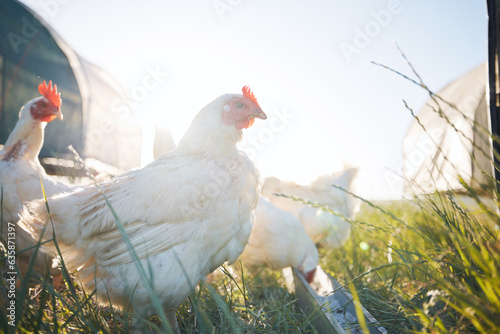 Fotografia Agriculture, nature and sustainability with chicken on farm for food, eggs production and livestock