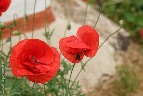 Beautiful flowers red poppies