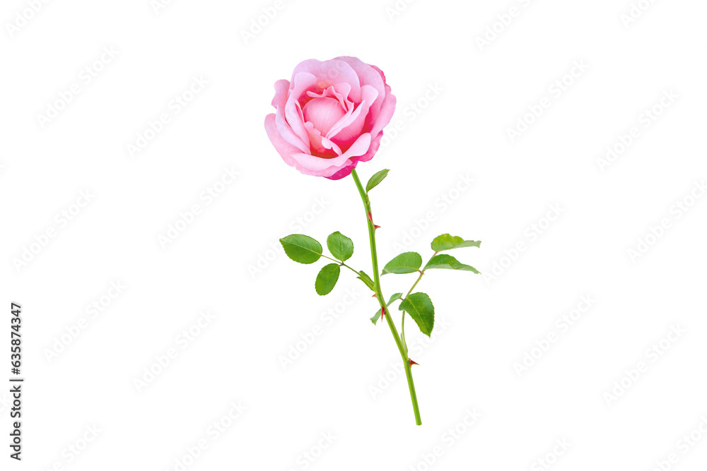 Pink rose flower bud and leaves branch isolated transparent png. Hybrid tea rose flowerhead.