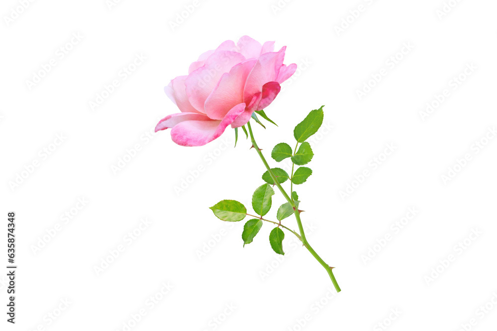Pink rose flower and leaves branch side view isolated transparent png
