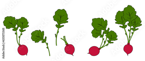 Set of radishes for design, flyers, posters, postcards. Whole, with leaves and branches. Radishes with tops. Fresh organic, dietary, vegetarian vegetables. Radish in flat style. vector illustration