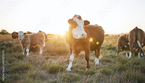 Fotografie Agriculture, nature and herd of cows on a farm in countryside for eco friendly environment