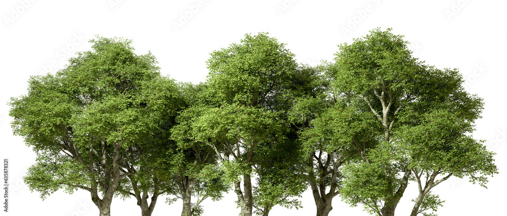 Tropics greenery forest trees group lined landscape on transparent ...