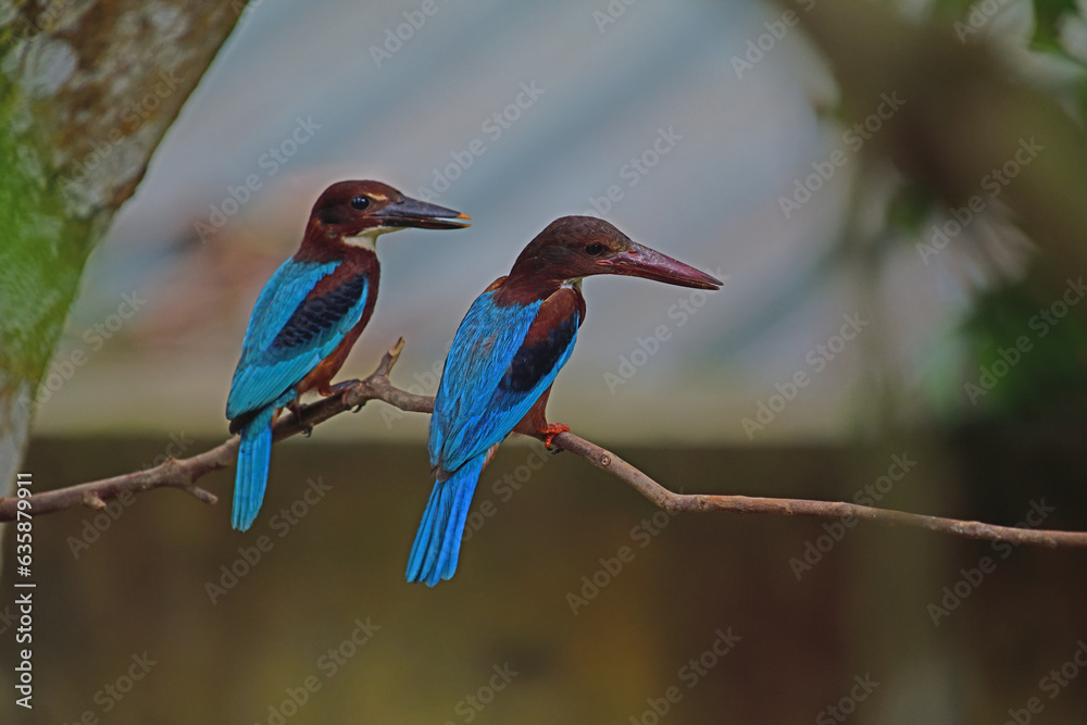 Fototapeta premium White throated kingfisher couple perched on branch at my home garden Galle Sri Lanka.- Bird photography.