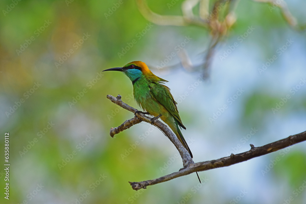 Green bee eater perched on a branch waiting for an insect - Bird photography. Green bee eater perched on a branch waiting for an insect - Bird photography.