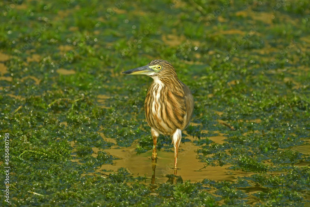 Pond heron in a canal with vegetations - Bird photography. Pond heron in a canal with vegetations - Bird photography.